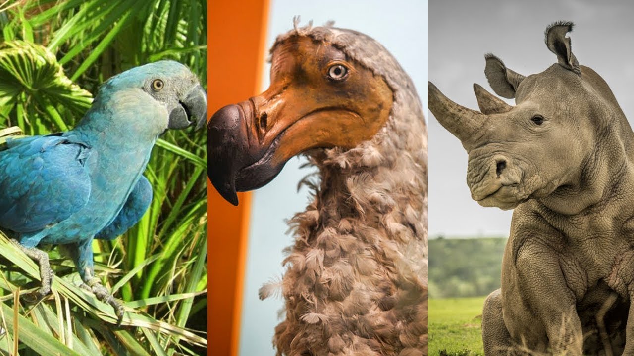 Dozens of Species Going Extinct Every Day - The Centrum Media