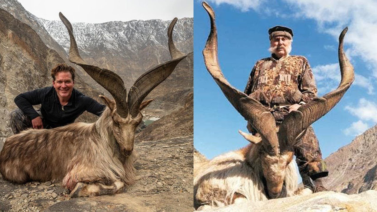 hunting-pakistan-s-endangered-species-the-centrum-media